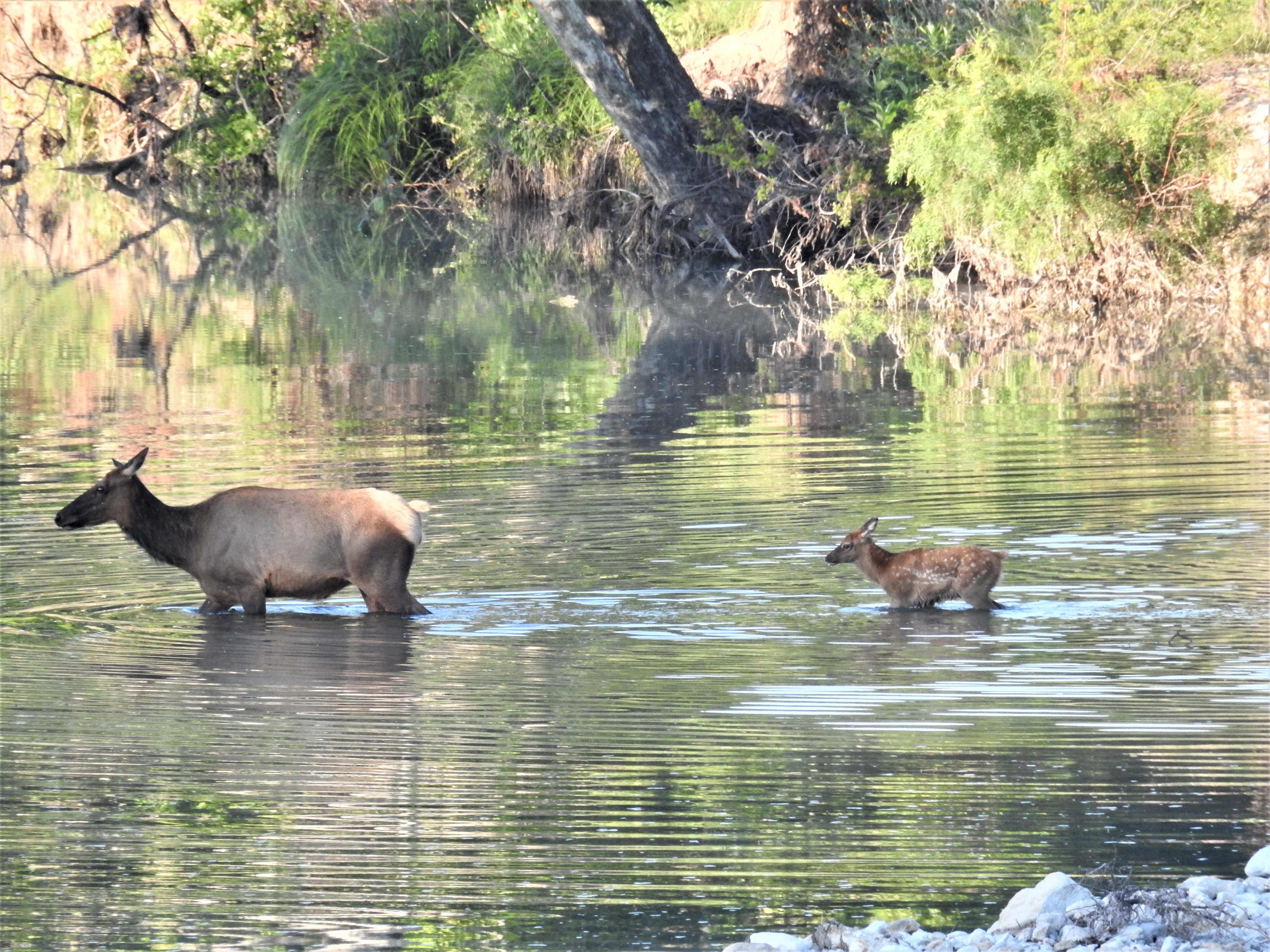 Cow Elk and Calf in the River 2019